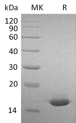 BL-1916NP: Greater than 95% as determined by reducing SDS-PAGE. (QC verified)