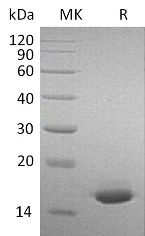 BL-1916NP: Greater than 95% as determined by reducing SDS-PAGE. (QC verified)Recombinant Mouse IFN alpha2 Protein