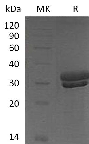 BL-1323NP: Greater than 95% as determined by reducing SDS-PAGE. (QC verified)Recombinant Mouse KLK7 Protein (C-6His)