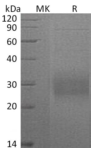 BL-1022NP: Greater than 95% as determined by reducing SDS-PAGE. (QC verified)Recombinant Mouse CD74 Protein (C-6His)