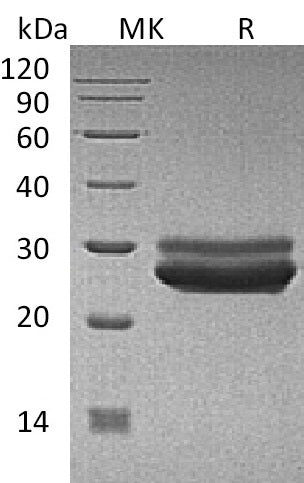 BL-1021NP: Greater than 95% as determined by reducing SDS-PAGE. (QC verified)Recombinant Human PRL Protein (C-6His)