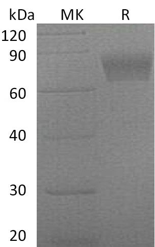 BL-1627NP: Greater than 95% as determined by reducing SDS-PAGE. (QC verified)