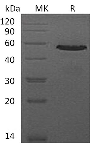 BL-0132NP: Greater than 95% as determined by reducing SDS-PAGE. (QC verified)Recombinant Mouse CD40 Protein (C-Fc)