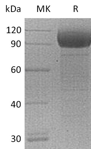 BL-0231NP: Greater than 95% as determined by reducing SDS-PAGE. (QC verified)