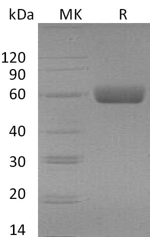 BL-0131NP: Greater than 95% as determined by reducing SDS-PAGE. (QC verified)Recombinant Mouse TGFBR2 Protein (C-Fc)