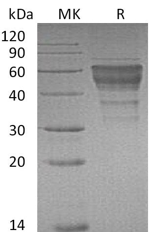 BL-0130NP: Greater than 95% as determined by reducing SDS-PAGE. (QC verified)