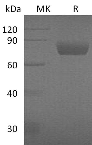 BL-1019NP: Greater than 95% as determined by reducing SDS-PAGE. (QC verified)