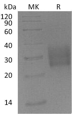 BL-1020NP: Greater than 95% as determined by reducing SDS-PAGE. (QC verified)Recombinant Mouse TGFBR2 Protein (C-6His)