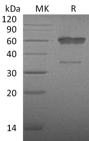 BL-0128NP: Greater than 90% as determined by reducing SDS-PAGE. (QC verified)Recombinant Mouse CD83 Protein (C-Fc)
