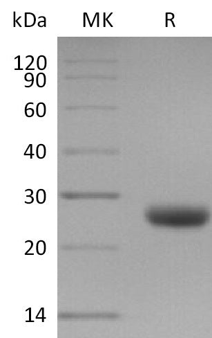 BL-1918NP: Greater than 95% as determined by reducing SDS-PAGE. (QC verified)Recombinant Mouse TIMP-1 Protein