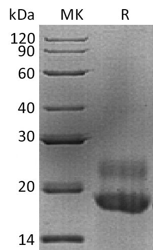 BL-1920NP: Greater than 95% as determined by reducing SDS-PAGE. (QC verified)Recombinant Human CTGF Protein