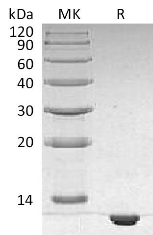 BL-1243NP: Greater than 95% as determined by reducing SDS-PAGE. (QC verified)