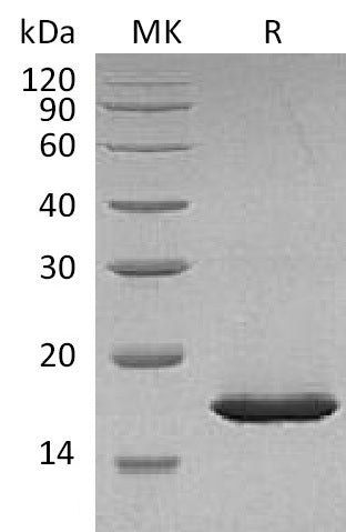 BL-1919NP: Greater than 95% as determined by reducing SDS-PAGE. (QC verified)Recombinant Carassiusauratus Leptin Protein (N-8His)