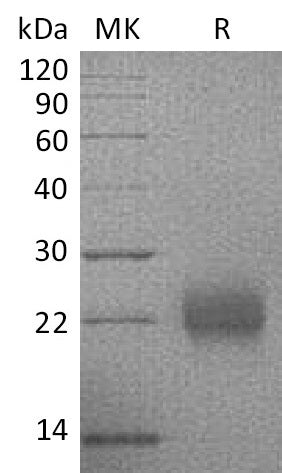 BL-1199NP: Greater than 95% as determined by reducing SDS-PAGE. (QC verified)Recombinant Human CGA Protein (C-6His)