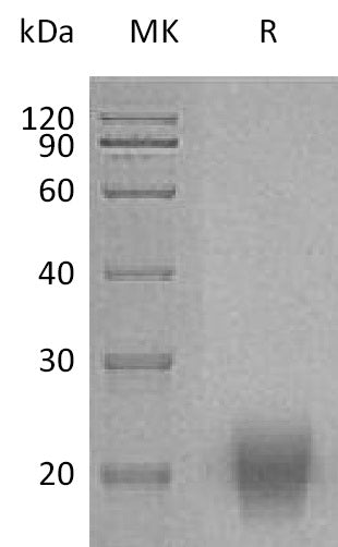 BL-1922NP: Greater than 95% as determined by reducing SDS-PAGE. (QC verified)Recombinant Human FSH Protein (C-Flag,C-6His)