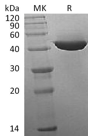BL-2078NP: Greater than 95% as determined by reducing SDS-PAGE. (QC verified)