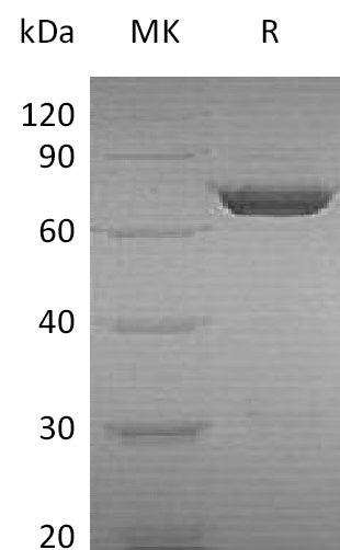 BL-1025NP: Greater than 95% as determined by reducing SDS-PAGE. (QC verified)