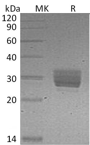 BL-1023NP: Greater than 95% as determined by reducing SDS-PAGE. (QC verified)Recombinant Mouse CREG Protein (C-6His)