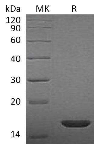 BL-1727NP: Greater than 95% as determined by reducing SDS-PAGE. (QC verified)