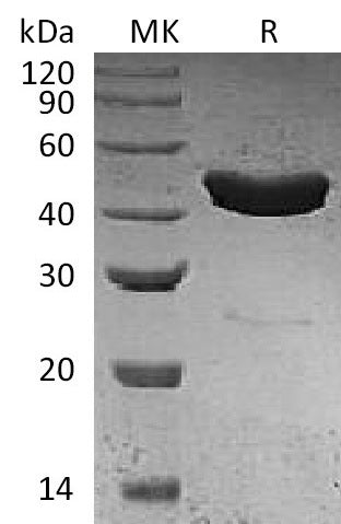 BL-1024NP: Greater than 95% as determined by reducing SDS-PAGE. (QC verified)