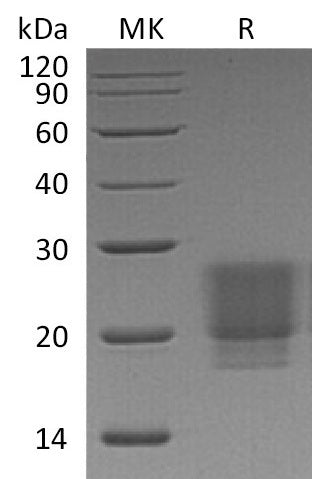 BL-1027NP: Greater than 95% as determined by reducing SDS-PAGE. (QC verified)Recombinant Human/Mouse/Rat Irisin Protein (C-6His)