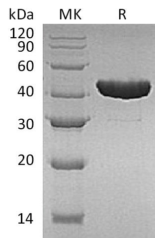 BL-1629NP: Greater than 95% as determined by reducing SDS-PAGE. (QC verified)