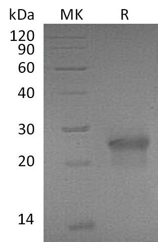 BL-1032NP: Greater than 95% as determined by reducing SDS-PAGE. (QC verified)Recombinant Mouse EDA2R Protein (C-6His)