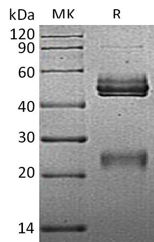 BL-1925NP: Greater than 90% as determined by reducing SDS-PAGE. (QC verified)