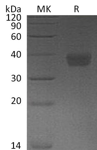 BL-1924NP: Greater than 95% as determined by reducing SDS-PAGE. (QC verified)