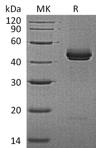 BL-1029NP: Greater than 95% as determined by reducing SDS-PAGE. (QC verified)Recombinant Mouse IL-12B Protein (C-6His)