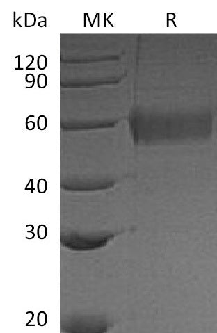 BL-1026NP: Greater than 95% as determined by reducing SDS-PAGE. (QC verified)