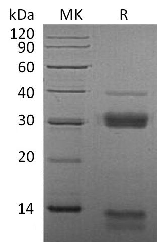 BL-1028NP: Greater than 95% as determined by reducing SDS-PAGE. (QC verified)