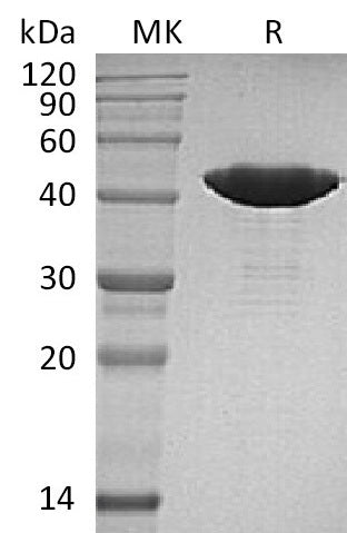BL-2080NP: Greater than 95% as determined by reducing SDS-PAGE. (QC verified)