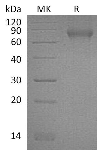 BL-1031NP: Greater than 95% as determined by reducing SDS-PAGE. (QC verified)