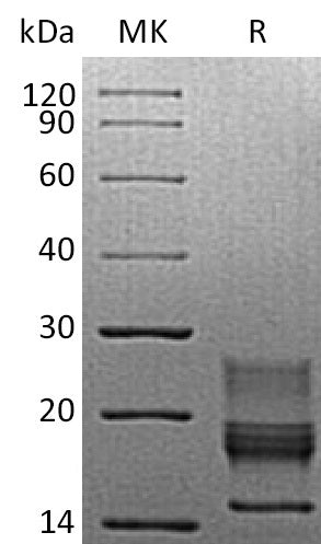 BL-1030NP: Greater than 95% as determined by reducing SDS-PAGE. (QC verified)Recombinant Mouse IFN gamma Protein (C-6His)