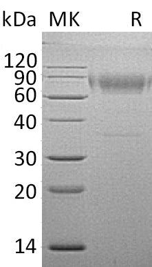 BL-0138NP: Greater than 95% as determined by reducing SDS-PAGE. (QC verified)
