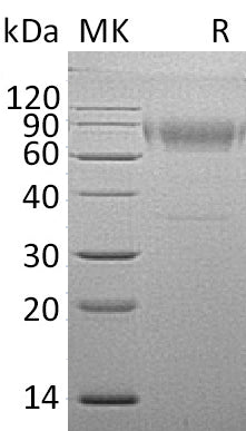 BL-0138NP: Greater than 95% as determined by reducing SDS-PAGE. (QC verified)Recombinant Mouse IL-18BPd Protein (C-Fc)