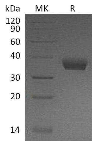 BL-1042NP: Greater than 95% as determined by reducing SDS-PAGE. (QC verified)Recombinant Mouse PRLR Protein (C-6His)