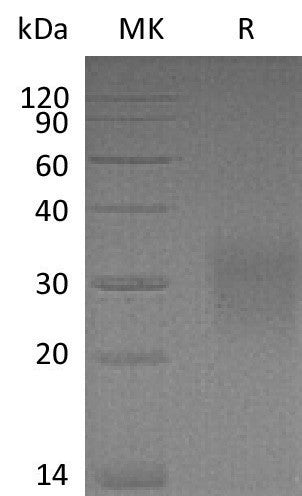 BL-1038NP: Greater than 95% as determined by reducing SDS-PAGE. (QC verified)Recombinant Mouse CD83 Protein (C-6His)