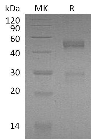 BL-1034NP: Greater than 95% as determined by reducing SDS-PAGE. (QC verified)Recombinant Mouse NOV Protein (C-6His)
