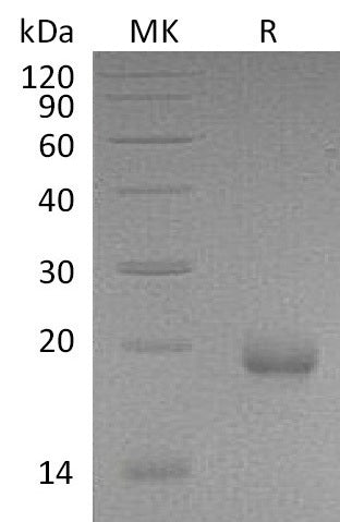 BL-1033NP: Greater than 95% as determined by reducing SDS-PAGE. (QC verified)Recombinant Mouse Limitin Protein (C-6His)