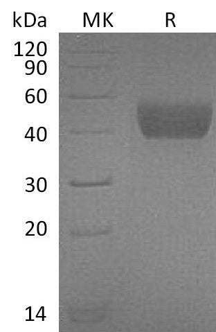 BL-1041NP: Greater than 95% as determined by reducing SDS-PAGE. (QC verified)Recombinant Mouse FSTL1 Protein (C-6His)
