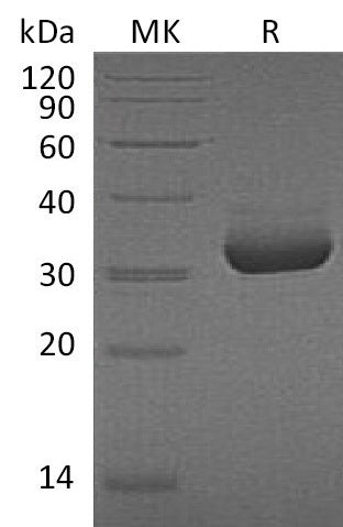BL-1037NP: Greater than 95% as determined by reducing SDS-PAGE. (QC verified)Recombinant Human MPF Protein (C-6His)