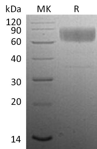 BL-0144NP: Greater than 95% as determined by reducing SDS-PAGE. (QC verified)