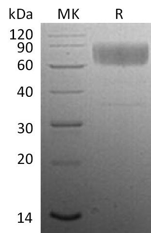 BL-0144NP: Greater than 95% as determined by reducing SDS-PAGE. (QC verified)Recombinant Mouse CD47 Protein (C-Fc)