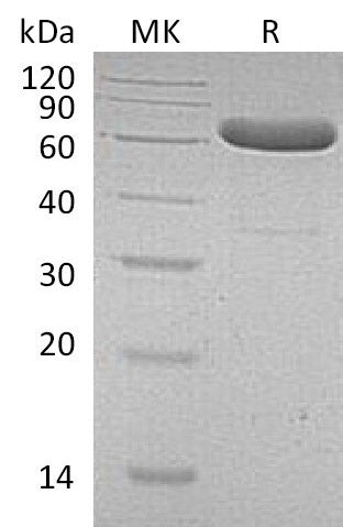 BL-0139NP: Greater than 95% as determined by reducing SDS-PAGE. (QC verified)