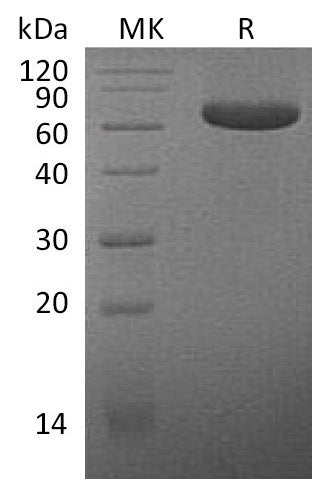 BL-0140NP: Greater than 90% as determined by reducing SDS-PAGE. (QC verified)Recombinant Human MPF Protein (C-Fc)