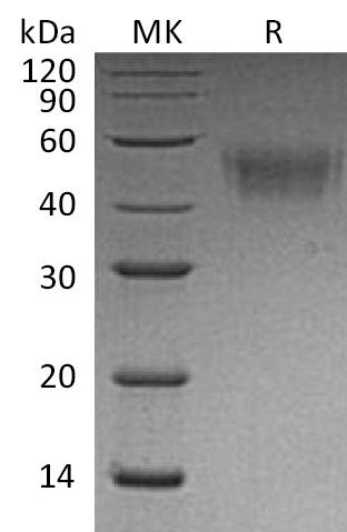 BL-2636NP: Greater than 95% as determined by reducing SDS-PAGE. (QC verified)Recombinant Mouse CD64 Protein (C-6His)