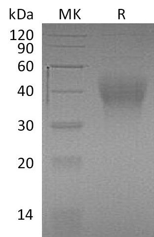 BL-1039NP: Greater than 95% as determined by reducing SDS-PAGE. (QC verified)