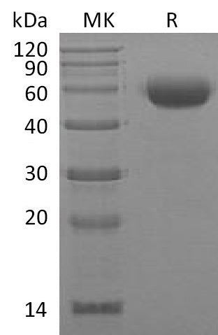 BL-1930NP: Greater than 95% as determined by reducing SDS-PAGE. (QC verified)